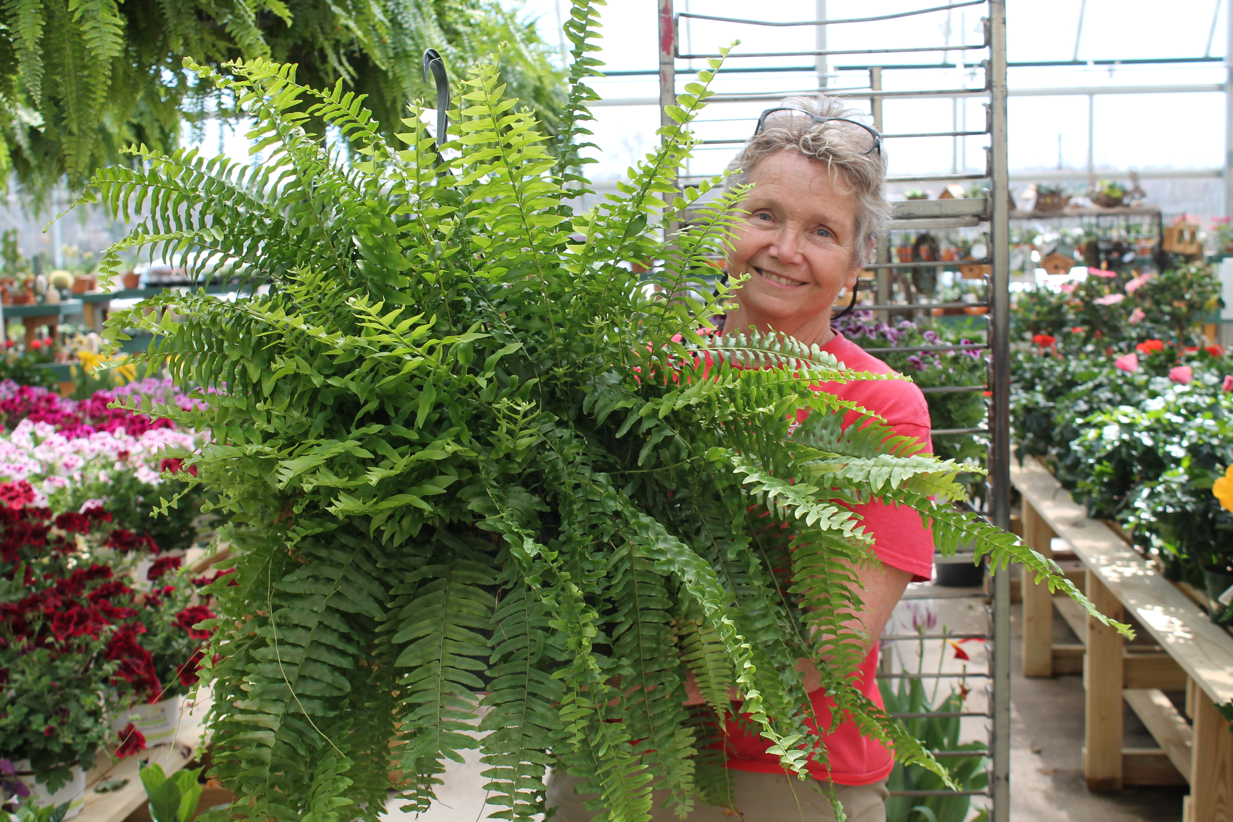 <span style="font-size:20px">Boston Fern Hanging Baskets</span>