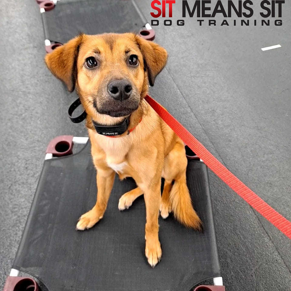 Sit Means Sit Puppy Training